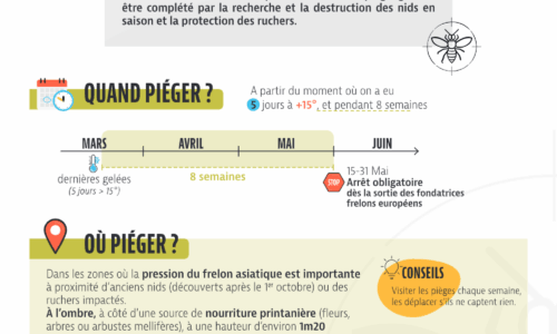 Réunion – Frelon Asiatique – CCMDL